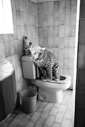 LEOPARD INTERRUPTED