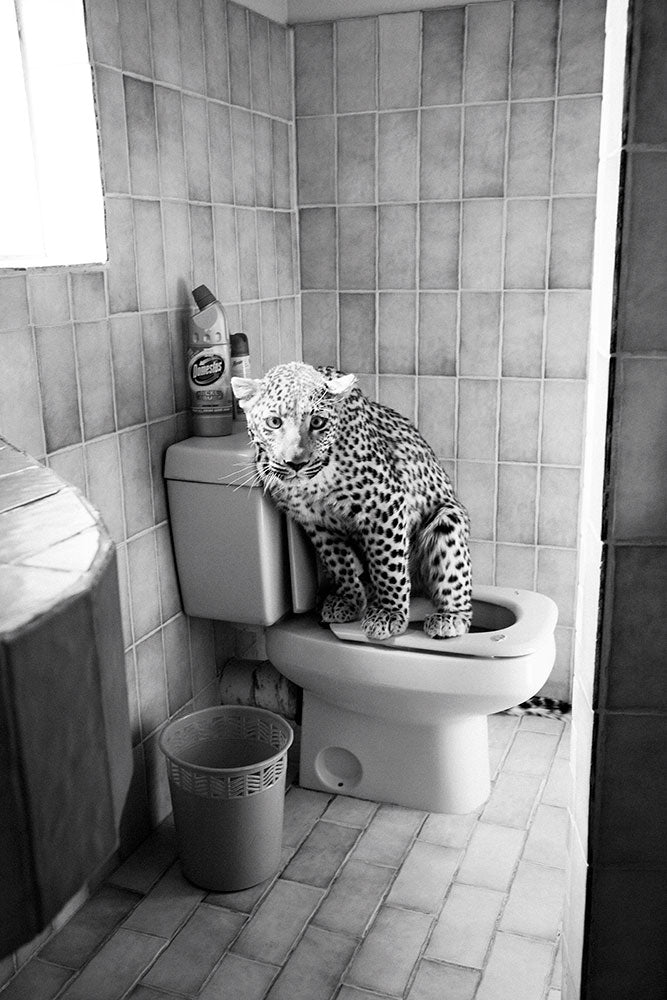 LEOPARD INTERRUPTED