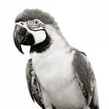 QUICK DRAW MACAW