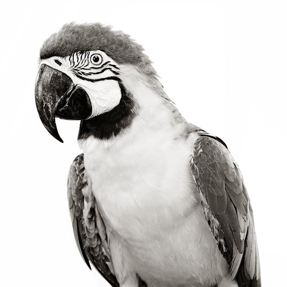 QUICK DRAW MACAW