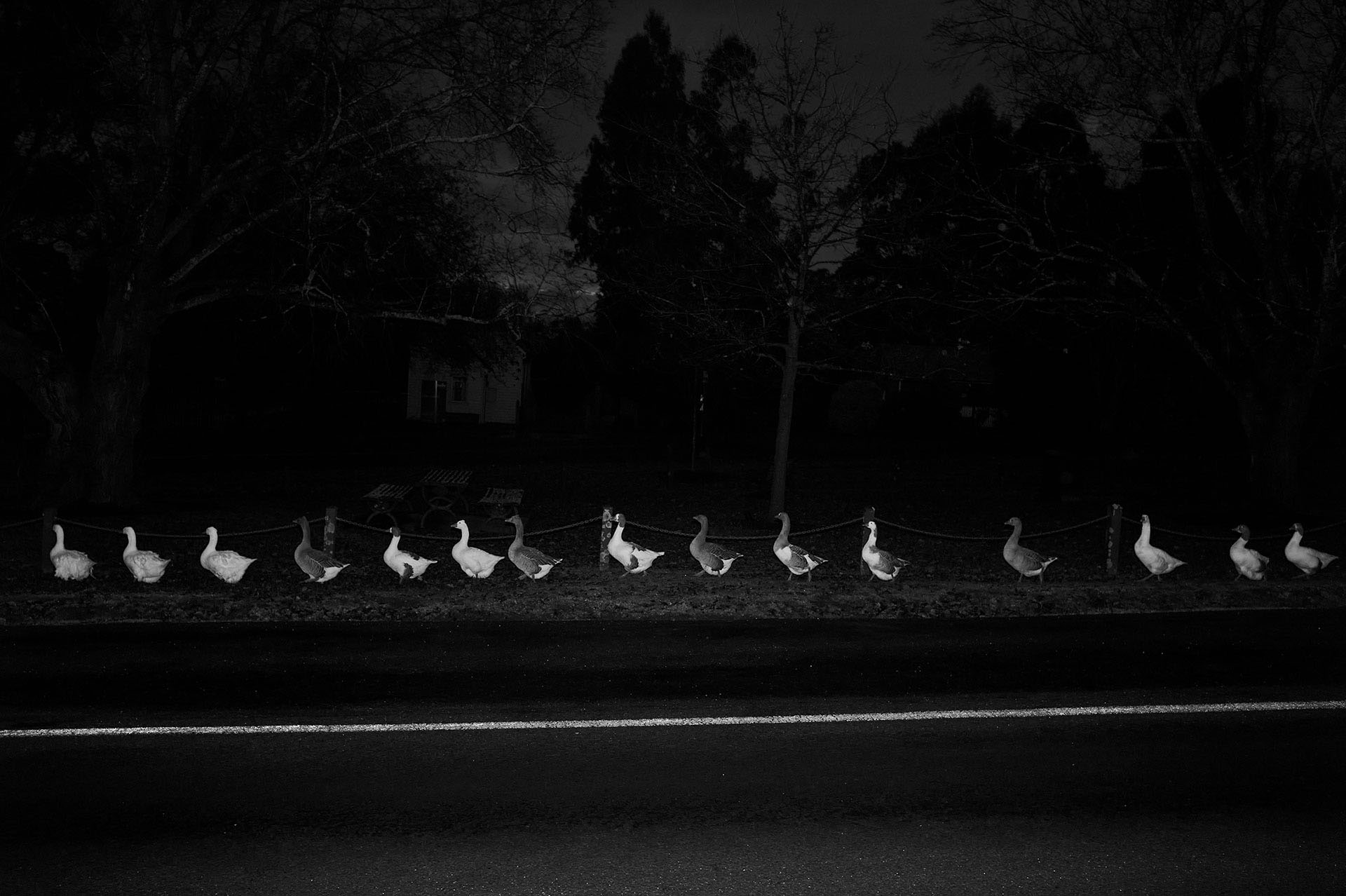 GEESE IN A ROW