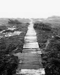 OVERLAND BOARDWALK