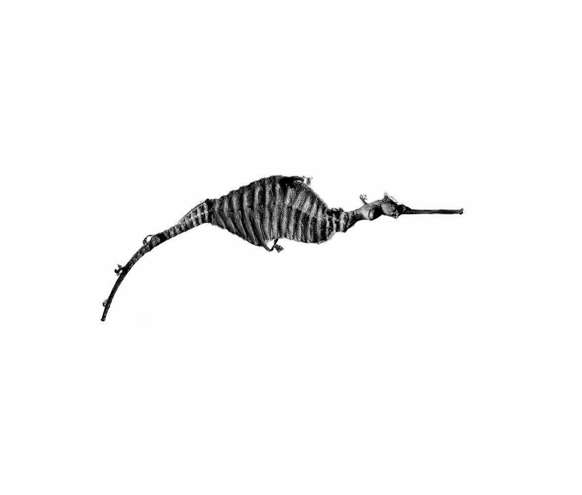 SEAHORSE