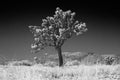 JOSHUA TREE