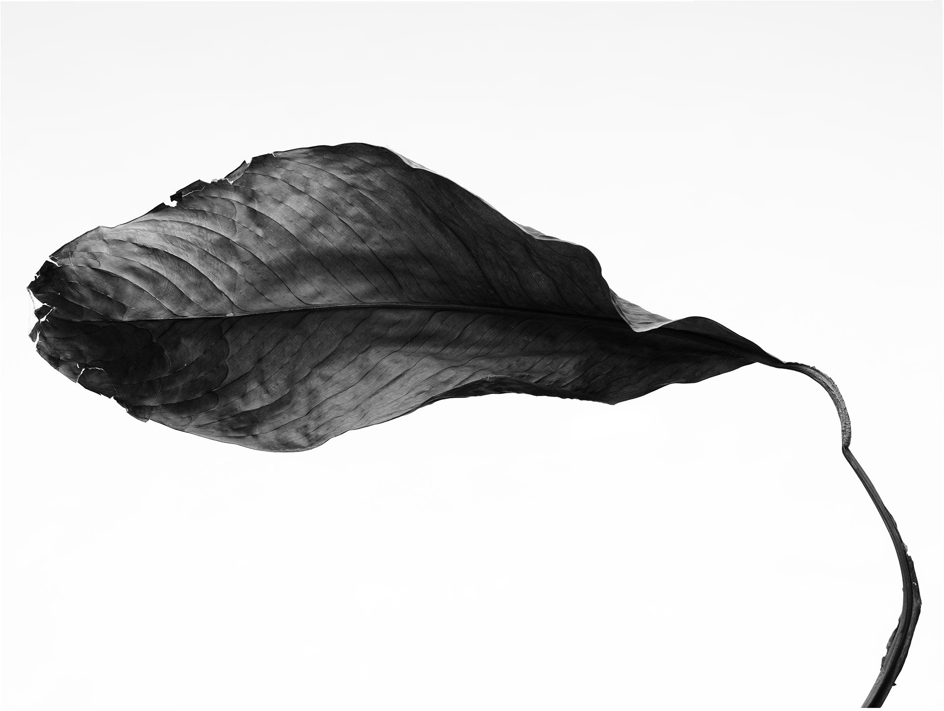DEAD LEAF STUDY #1