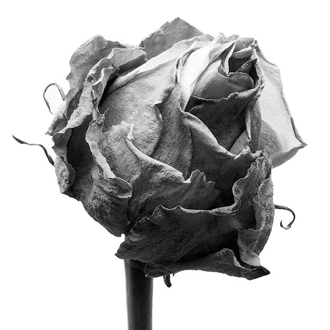 DEAD FLOWER STUDY #1