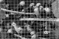 CAGED