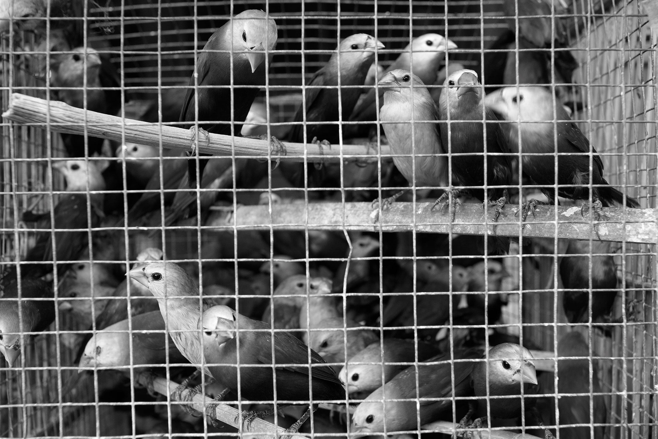 CAGED