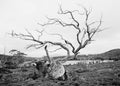 OVERLAND TREE