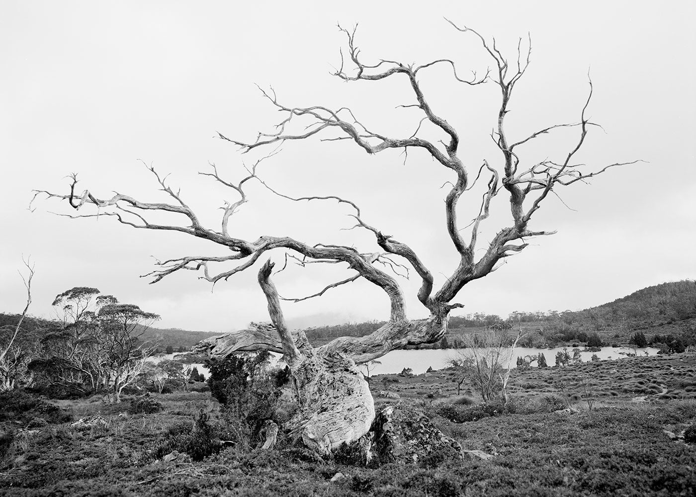 OVERLAND TREE