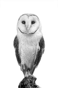 Black and white barn owl fine art photograph by Christopher Tovo